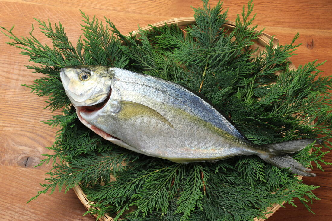 【5%OFF 楽天スーパーSALE限定】お刺身 [長崎長崎漁港水産加工団地] 長崎ブランド！ゆうこうシマアジ1尾 約1kg～1.3kg(内臓、鱗取り) /鮮魚 活造り 船盛 高級魚 アジ 縞鯵 しまあじ