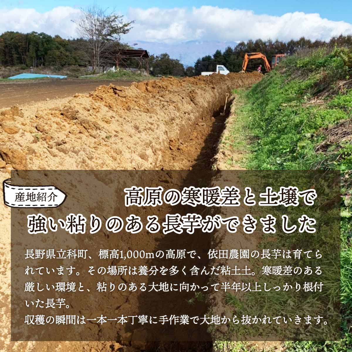 ながいも 長芋 長いも 山芋 天然に薯 Adopteehub Org