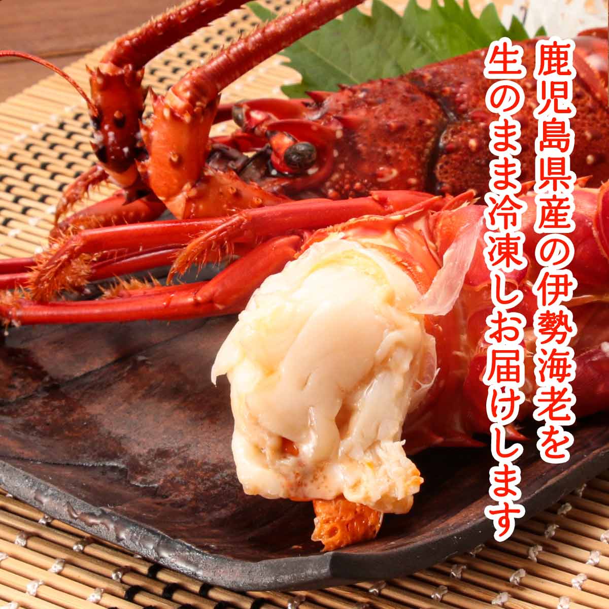 丸山海創譜系 伊勢えび 鹿児島産当擦り冷たい伊勢鰕 生冷 600g 伊勢エビ 典礼 縁定 正月 御盆 貰い物 お中元 畏まりのプライド Filmmakers Pro Br