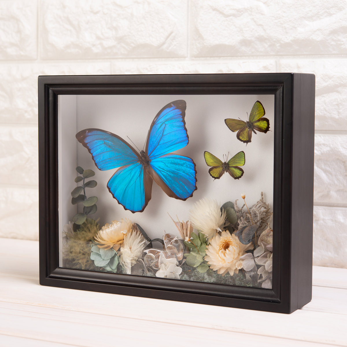 最新作 標本 モルフォ蝶 インテリア モルフォ蝶二点セット 置物 置物 Drlubricants Com