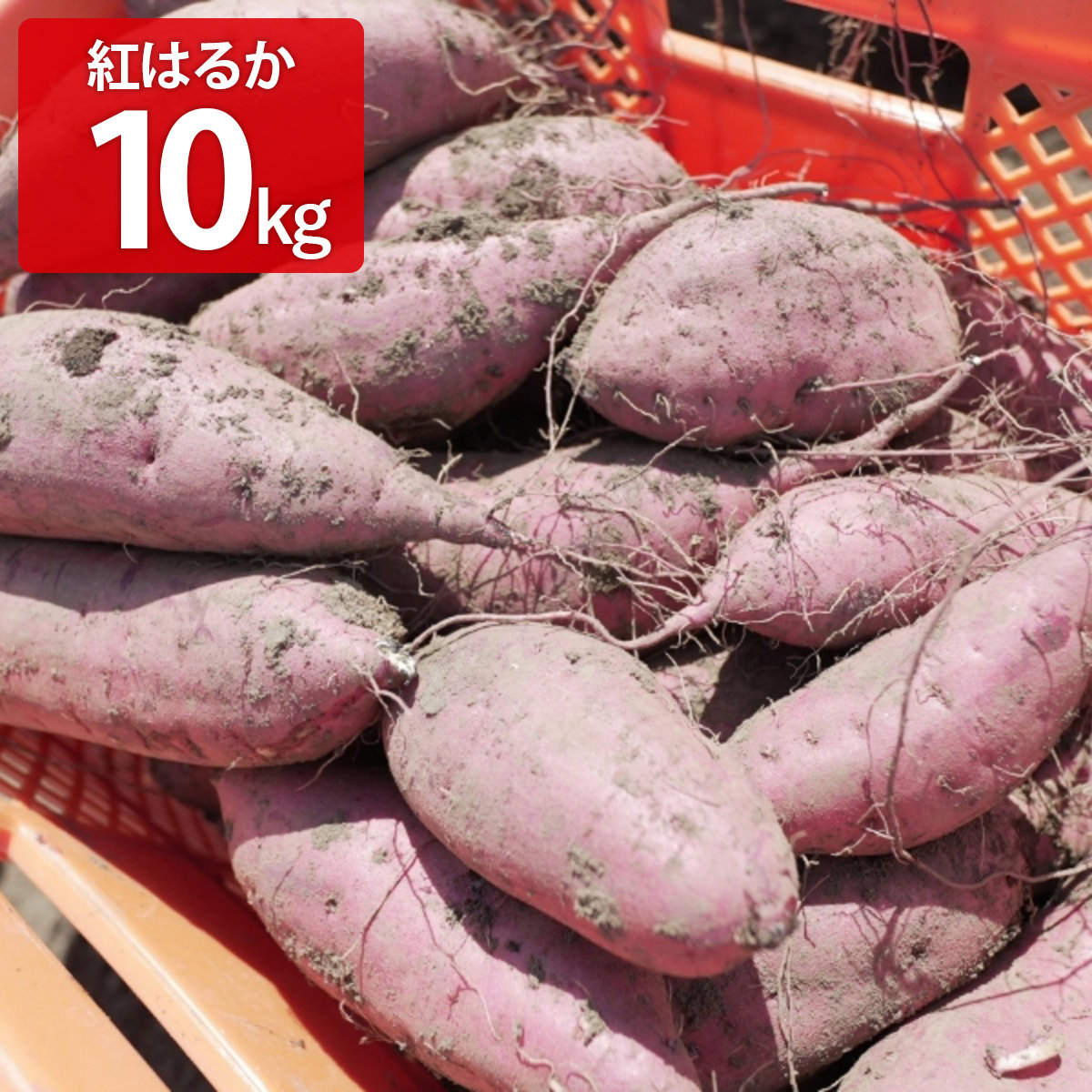 芋匠南橋 さつまいも 紅はるか Lサイズ 10kg 箱 サツマイモ 国産 鹿児島県産 さつま芋 べにはるか