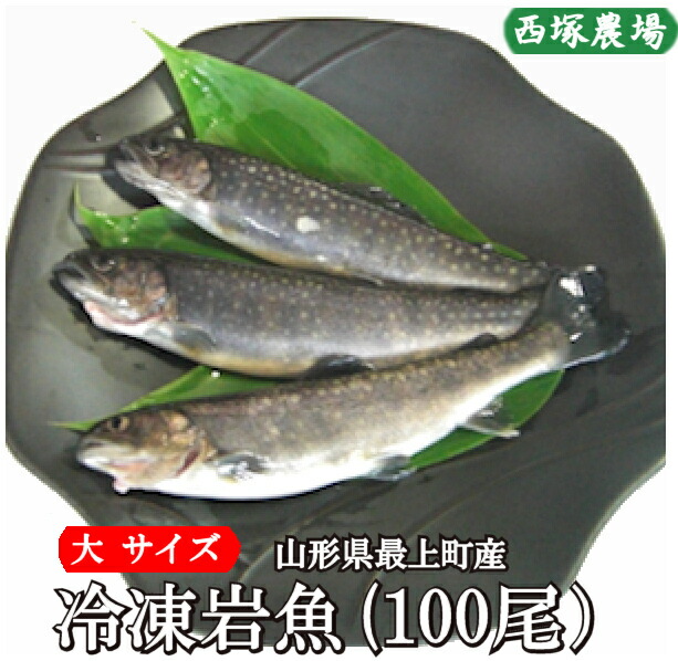 数量限定　山形県産 冷凍岩魚 100匹（大サイズ 腹抜き) 　 焼き魚・揚げ物に最適な大きさ