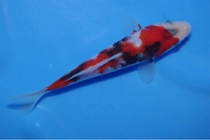 観賞魚3年目 楽天市場】錦鯉観賞魚水槽飼育OK昭和三色20cm弥源治養鯉場産