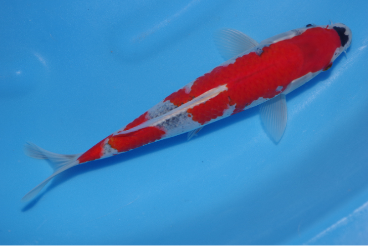 楽天市場】錦鯉観賞魚水槽飼育OK昭和三色20cm弥源治養鯉場産
