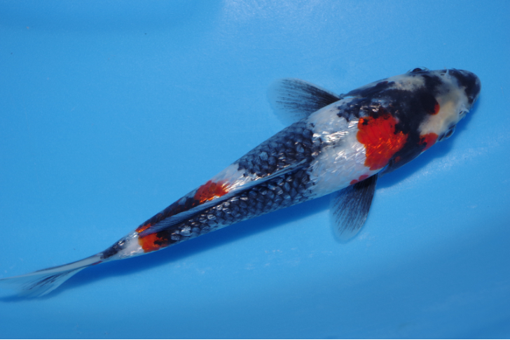 超極上完美品‼️本物 沼田晏広 『鯉』肉筆 共箱 錦鯉 販売 通販 ネット販売 立てクラス 大正三色 41cm BN6-001