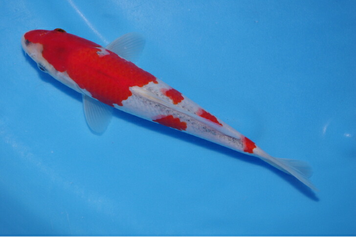 錦鯉観賞魚水槽飼育OK五色２２ｃｍ弥源治養鯉場産雄雌不明令和５年生まれ｜錦鯉のカネヒコ