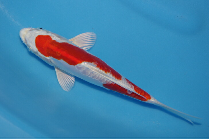 錦鯉観賞魚水槽飼育OK菊翠１８．５ｃｍ弥源治養鯉場産雄雌不明令和５年生まれ｜錦鯉のカネヒコ