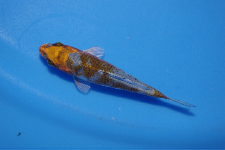 楽天市場】錦鯉観賞魚水槽飼育OK銀鱗赤べっ甲12．5cm錦鯉の