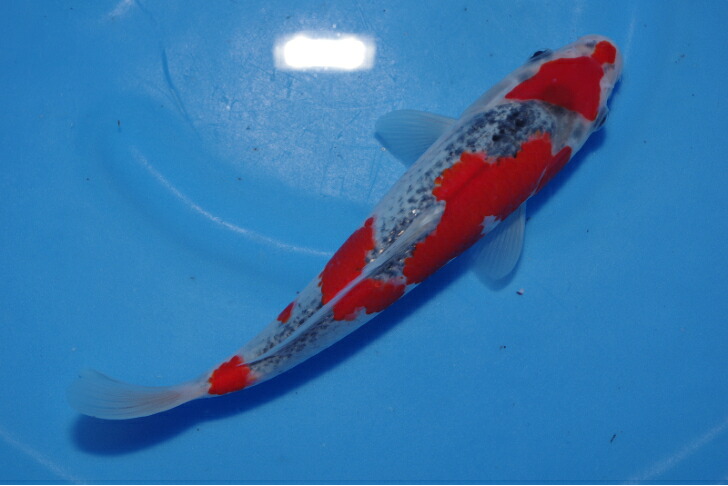 錦鯉観賞魚水槽飼育OK五色24.5cm弥源治養鯉場産雄雌不明令和5年生まれ|錦鯉のカネヒコ