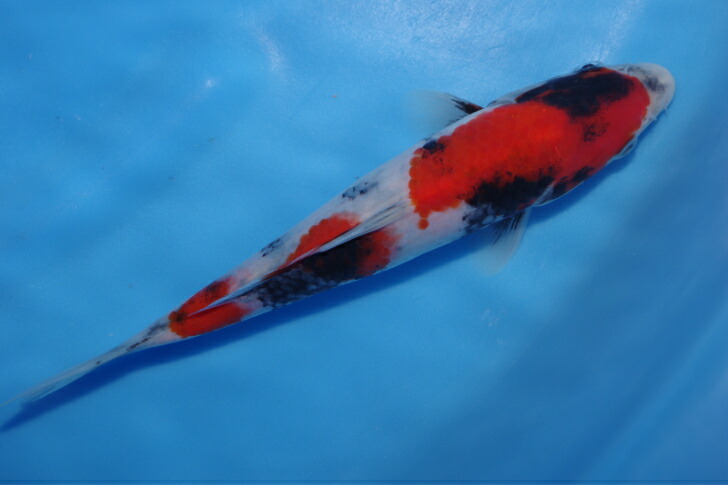 錦鯉観賞魚水槽飼育OK昭和三色２０．５ｃｍ弥源治養鯉場産雄雌不明令和５年生まれ｜錦鯉のカネヒコ