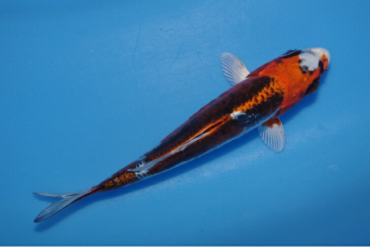 楽天市場】錦鯉観賞魚水槽飼育OKドイツ変わり鯉16．5cm錦鯉の 