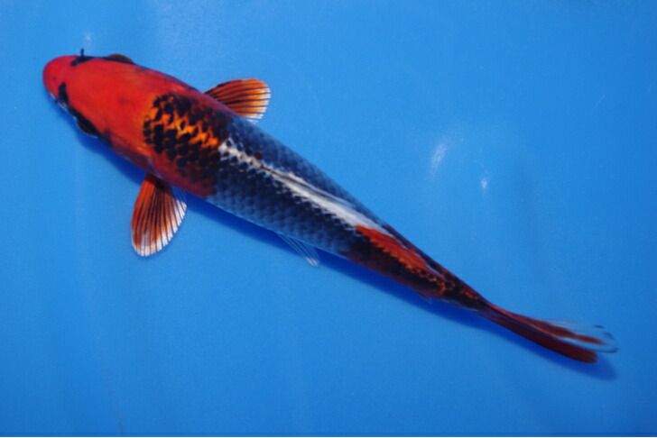 NO.7818【田中産】●銀鱗昭和53㎝●3才メス 上物 埼玉 明け二才 銀鱗三色和金 #B0119-01 | 金魚専門店 和の美