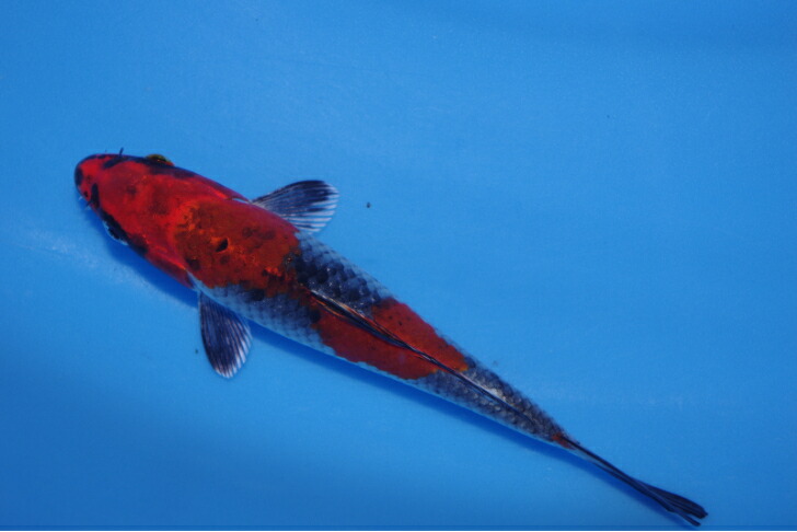 本べっ甲　魚　置物 べっ甲 鼈甲 帆船 船 模型 置物 オブジェ - メルカリ