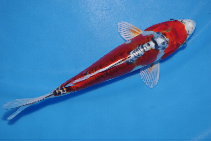 錦鯉観賞魚水槽飼育OKドイツ孔雀（変わり）２２．５ｃｍ弥源治養鯉場産雄雌不明令和５年生まれ｜錦鯉のカネヒコ