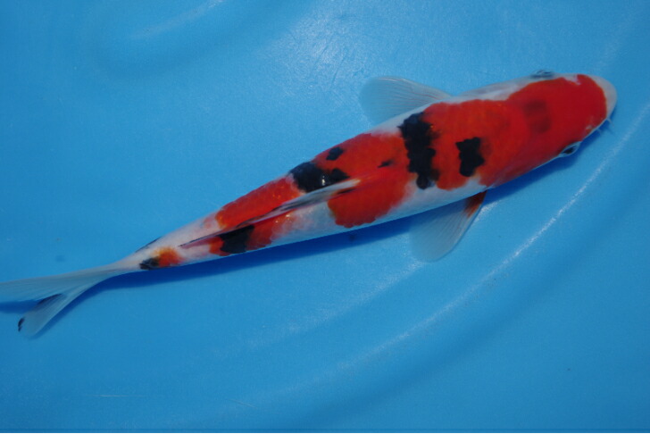 NO.7818【田中産】●銀鱗昭和53㎝●3才メス 上物 埼玉 明け二才 銀鱗三色和金 #B0119-01 | 金魚専門店 和の美