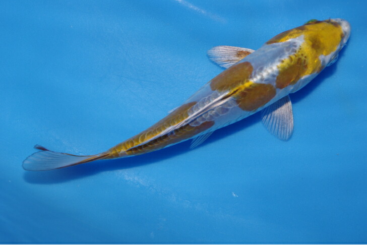錦鯉観賞魚水槽飼育OKドイツ光落ち葉しぐれ１８ｃｍ錦鯉のカネヒコ産雄雌不明令和６年生まれ｜錦鯉のカネヒコ