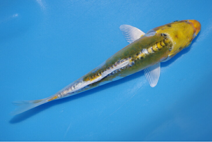 錦鯉観賞魚水槽飼育OKドイツ変わり鯉１６．５ｃｍ錦鯉のカネヒコ産雄雌不明令和６年生まれ｜錦鯉のカネヒコ