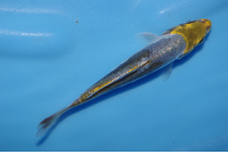 楽天市場】錦鯉観賞魚水槽飼育OKドイツ変わり鯉16．5cm錦鯉の 