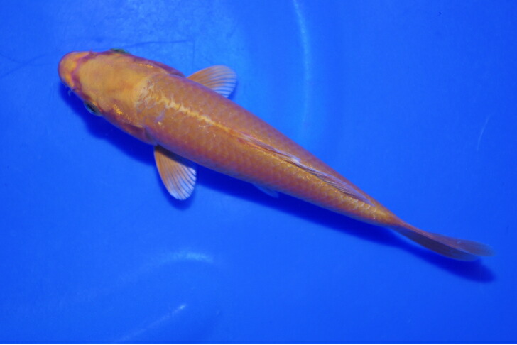 楽天市場】錦鯉観賞魚水槽飼育OK金松葉黄金（変わり）16cm錦鯉の