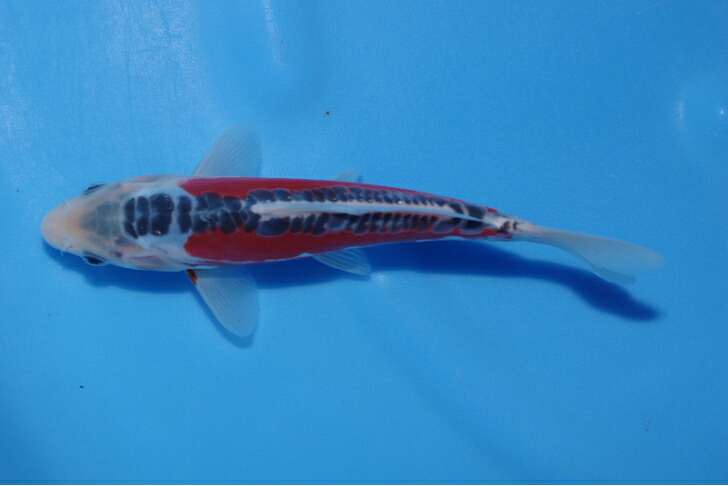 錦鯉観賞魚水槽飼育OK秋翠１８．５ｃｍ弥源治養鯉場産雄雌不明令和７年生まれ｜錦鯉のカネヒコ
