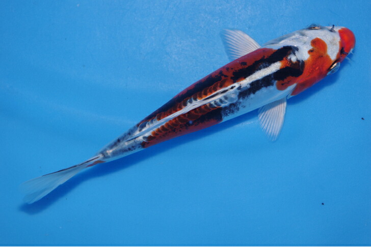 錦鯉観賞魚水槽飼育OK紅輝黒竜18.5cm弥源治養鯉場産雄雌不明令和７年生まれ｜錦鯉のカネヒコ