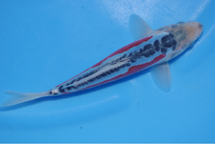 錦鯉観賞魚水槽飼育OK秋翠１９．５ｃｍ弥源治養鯉場産雄雌不明令和７年生まれ｜錦鯉のカネヒコ