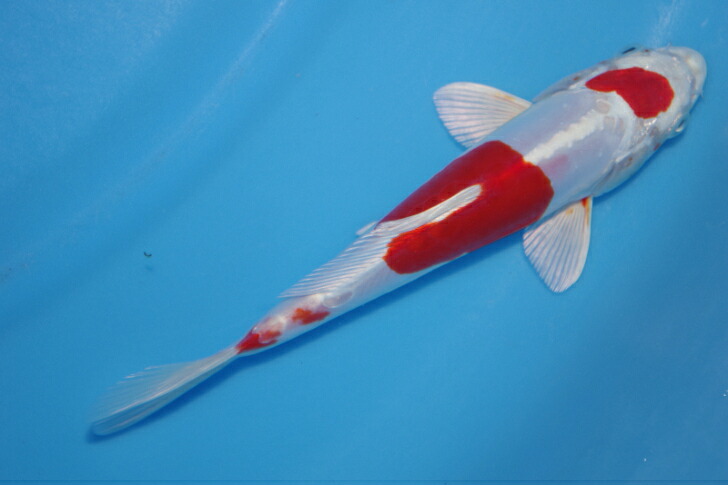 錦鯉観賞魚水槽飼育OK菊翠１８．５ｃｍ弥源治養鯉場産雄雌不明令和７年生まれ｜錦鯉のカネヒコ 7,700円