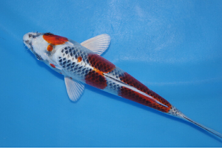錦鯉観賞魚水槽飼育OK孔雀黄金１８．５ｃｍ弥源治養鯉場産雄雌不明令和７年生まれ｜錦鯉のカネヒコ