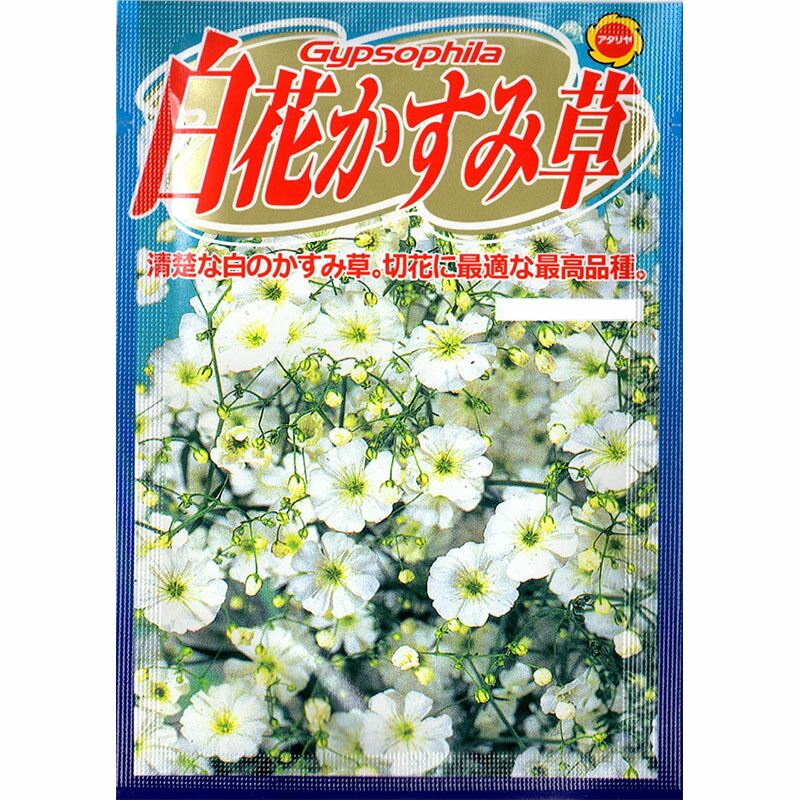 すべての花の画像 無料ダウンロード白花 かすみ 草