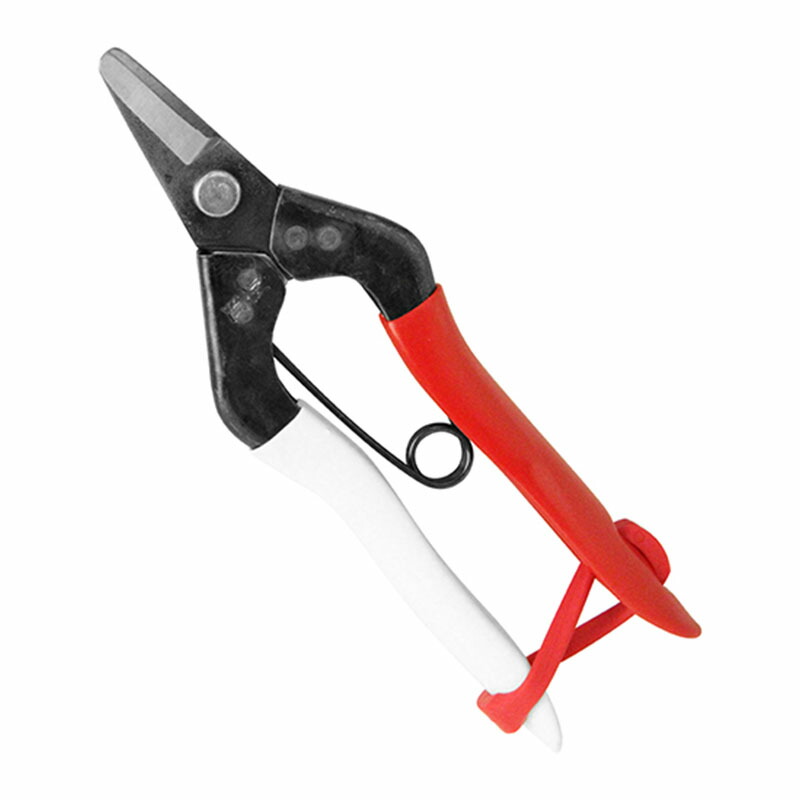 山採りバイカツツジ 梅2 H160cm W100cm 山採り自然樹形バイカツツジ