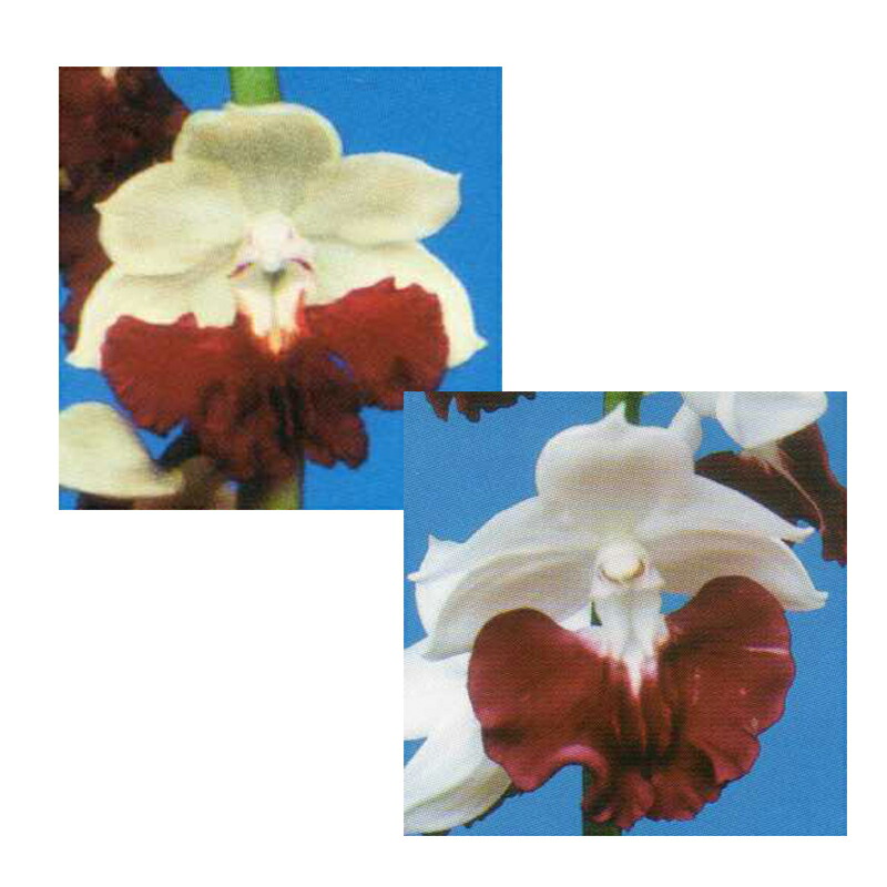 エビネラン苗 瓶出し馴化苗12 13本 人工交配の為 花色はお楽しみに メーカー直送品 蘭 海老根 群王 神業 エビネ蘭 園芸 観葉植物 エビネラン 瓶出し馴化苗 瓶出し馴化苗 群王 神業 メーカー直送品 産地直送 送料無料 スーパーメガホームセンター Ejoy