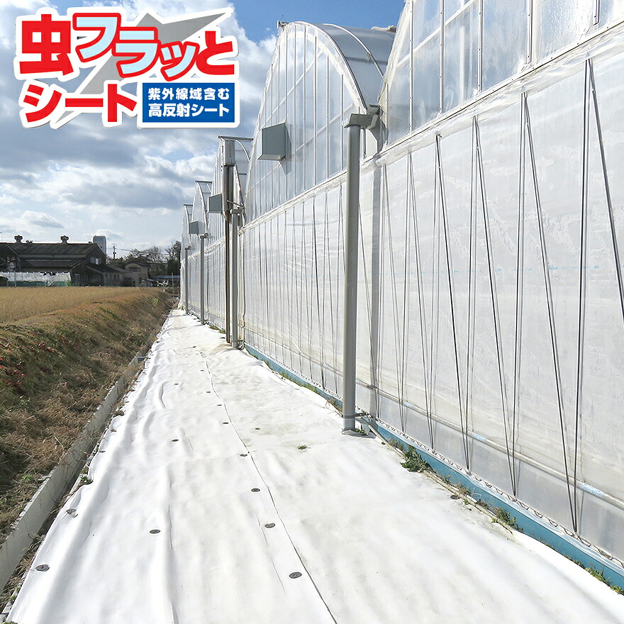 虫フラッと腰掛け 1.5ｍ×100ｍ／巻 小泉製麻株式会社 【人間宅送りとどける不可】 害虫避けること腰掛け