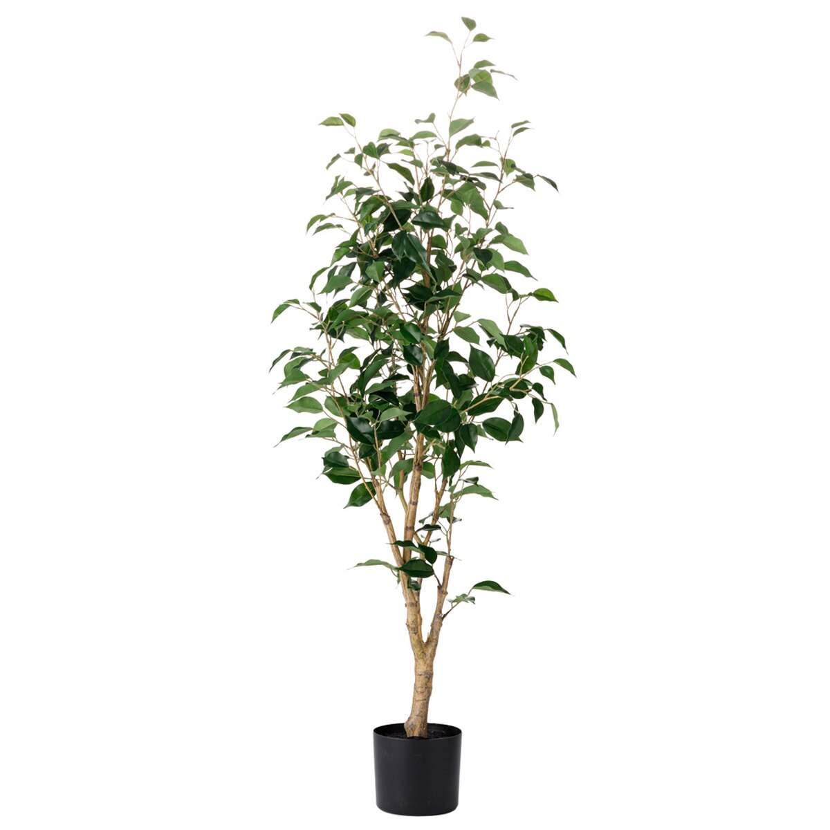 フェイカス 120 (os03) 【部屋の入り口先迄納品】 ニトリ 花・観葉植物-観葉植物-花・ガーデン・DIY