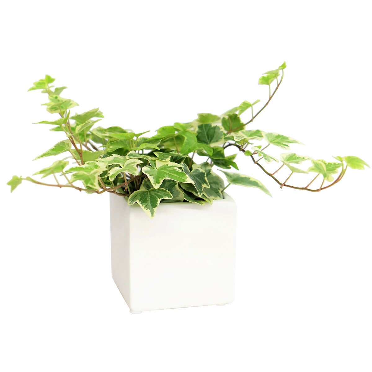 人工観葉植物 ウンベラータ ニトリ 楽天市場】【観葉植物】フィカス「ウンベラータ」 曲付・陶器鉢