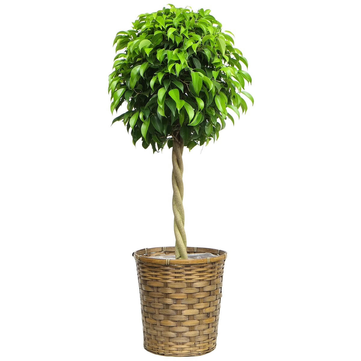 人工観葉植物 ウンベラータ ニトリ 楽天市場】【観葉植物】フィカス「ウンベラータ」 曲付・陶器鉢