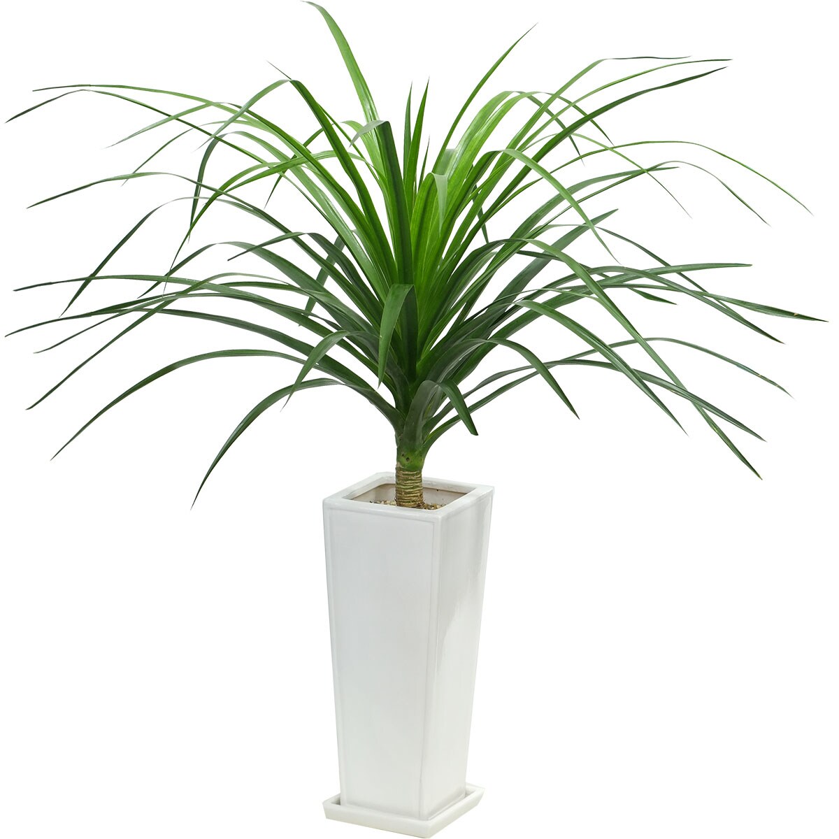 人工観葉植物 ウンベラータ ニトリ フェイクグリーン(ウンベラータ 120cm) | ニトリネット【公式