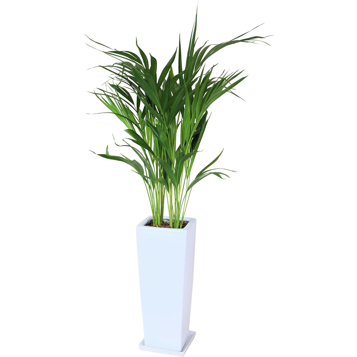 楽天市場】【観葉植物】フィカス「ウンベラータ」 曲付・陶器鉢