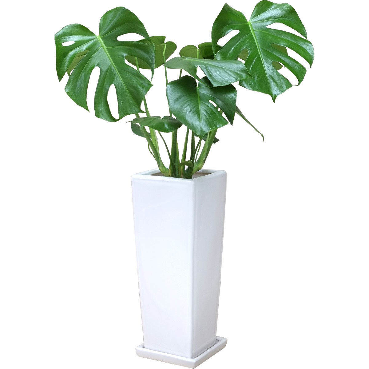 楽天市場】【観葉植物】フィカス「ウンベラータ」 曲付・陶器鉢
