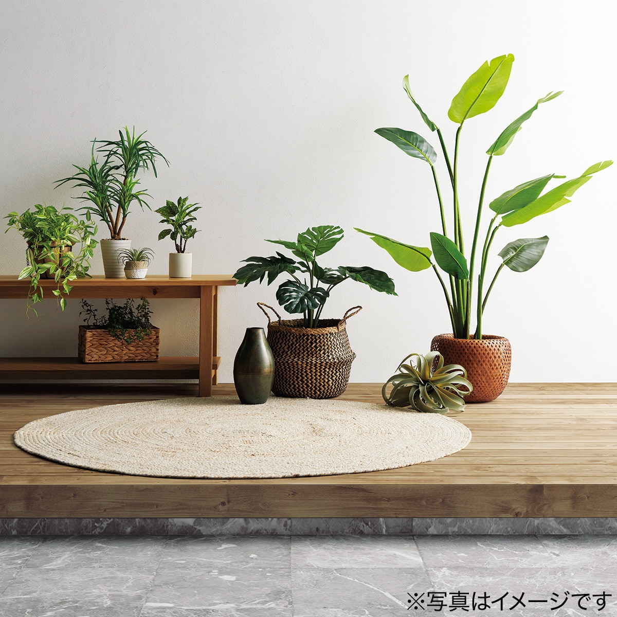 モンステラ70cm セメントポット ニトリ 【玄関先迄納品】