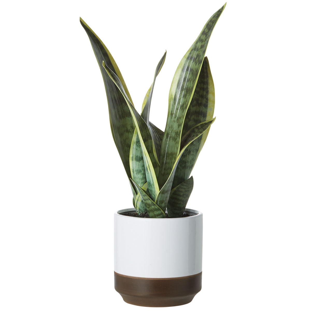 楽天市場】フェイクグリーン(HAC222263) ニトリ 【玄関先迄納品