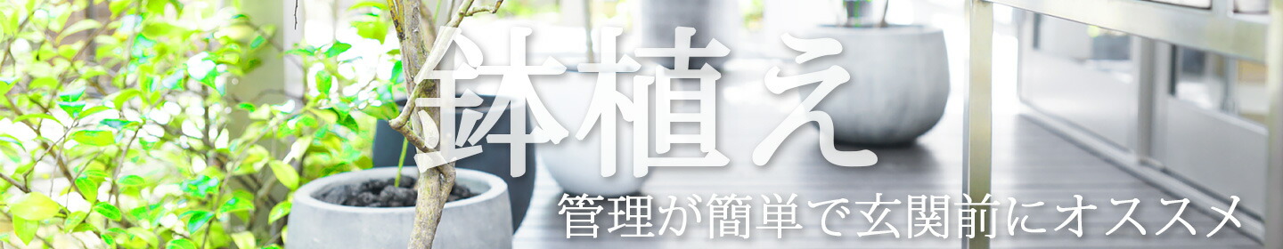 楽天市場】【ユーカリ】ポポラス オージープランツ 自然樹形 樹高H