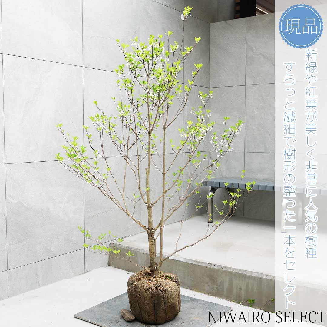 楽天市場】山採り【ドウダンツツジ】 自然樹形 株立ち 樹高H≒180 × 枝