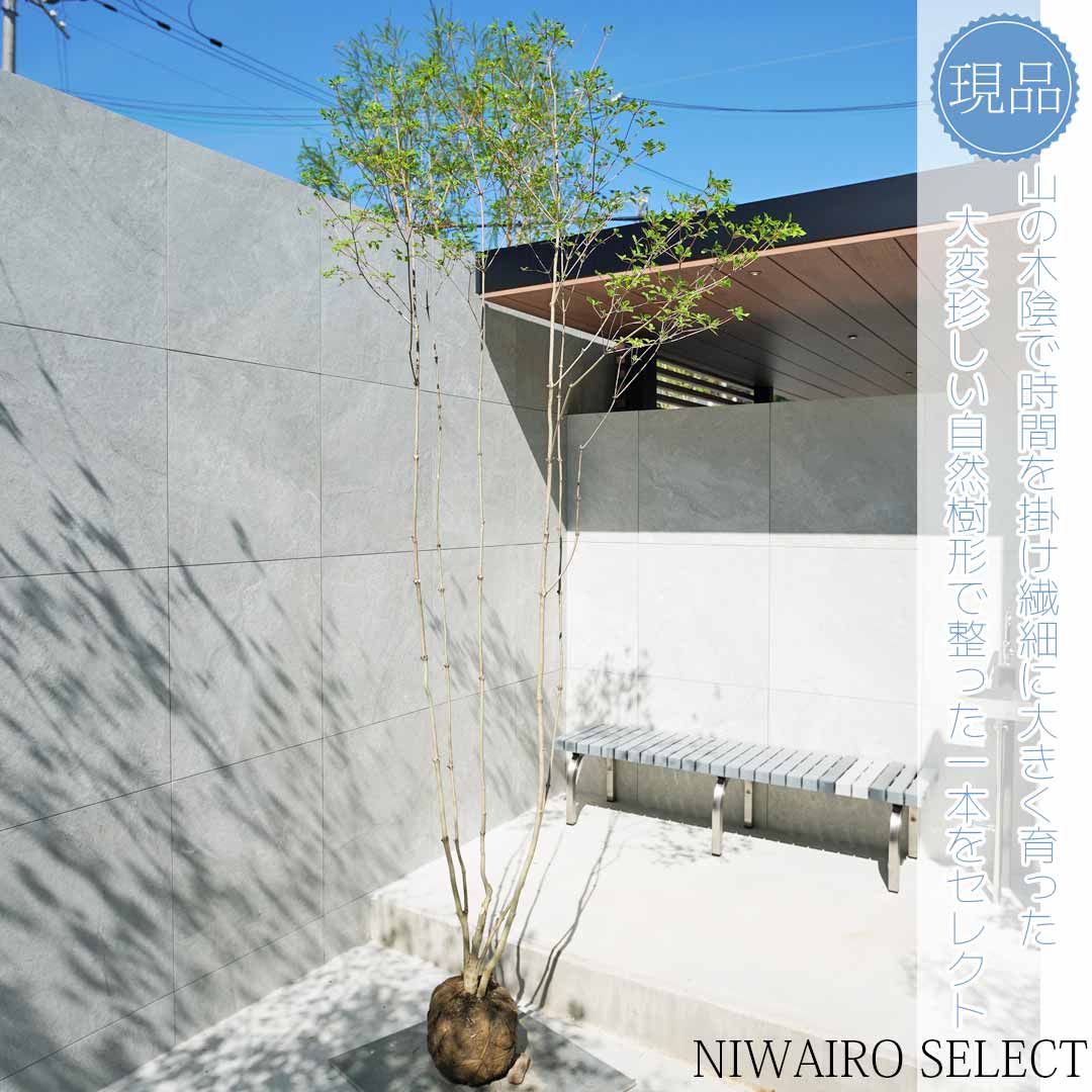 楽天市場】山採り【ドウダンツツジ】 自然樹形 本株立ち 樹高H≒240