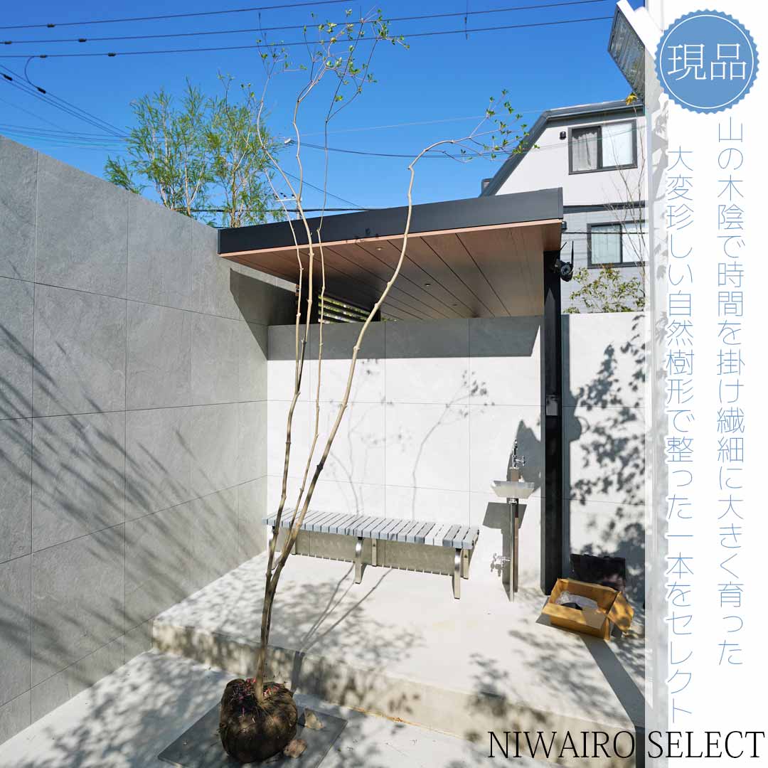 楽天市場】山採り【ドウダンツツジ】 自然樹形 株立ち 樹高H≒180 × 枝