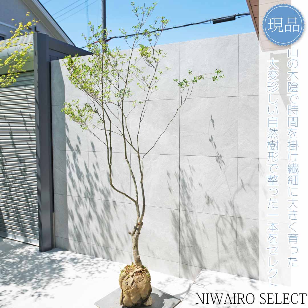 楽天市場】山採り【ドウダンツツジ】 自然樹形 株立ち 樹高H≒180 × 枝