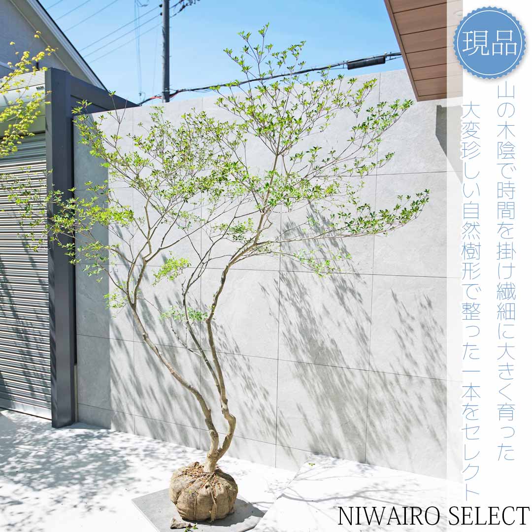 楽天市場】山採り【ドウダンツツジ】 自然樹形 株立ち 樹高H≒195 × 枝