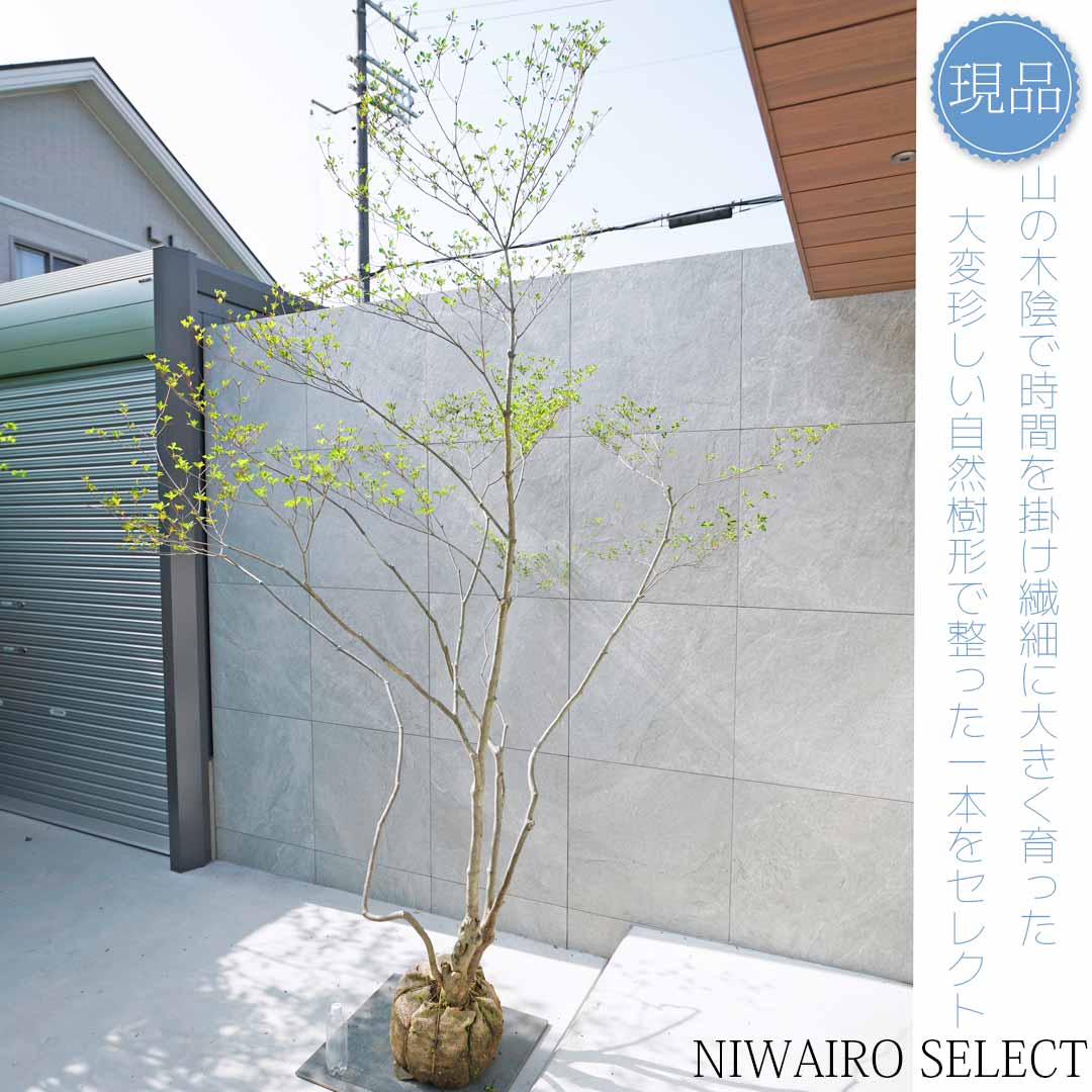 楽天市場】山採り【ドウダンツツジ】 自然樹形 本株立ち 樹高H