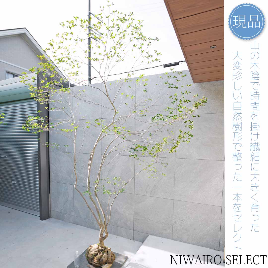 楽天市場】大型 山採り【ドウダンツツジ】 自然樹形 樹高H≒195 × 枝張