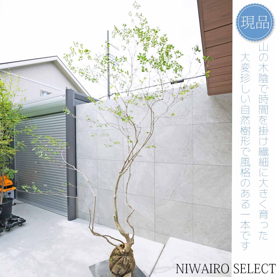 楽天市場】大型 山採り【ドウダンツツジ】 本株立ち 自然樹形