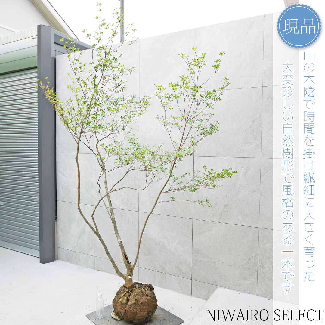 楽天市場】山採り【ドウダンツツジ】 自然樹形 本株立ち 樹高H≒240